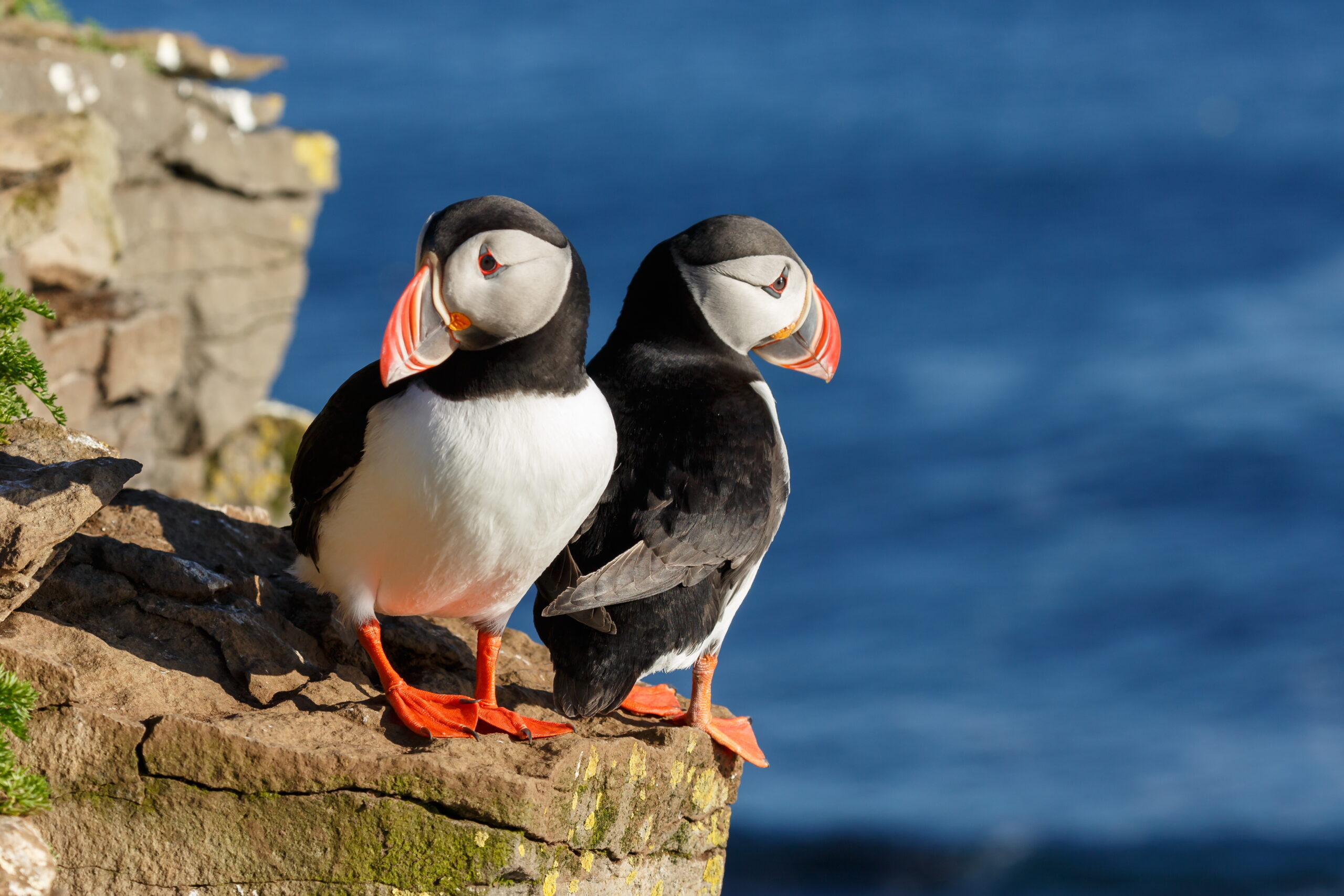 puffins